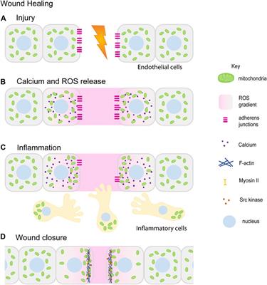 Mitochondria Lead the Way: Mitochondrial Dynamics and Function in Cellular Movements in Development and Disease